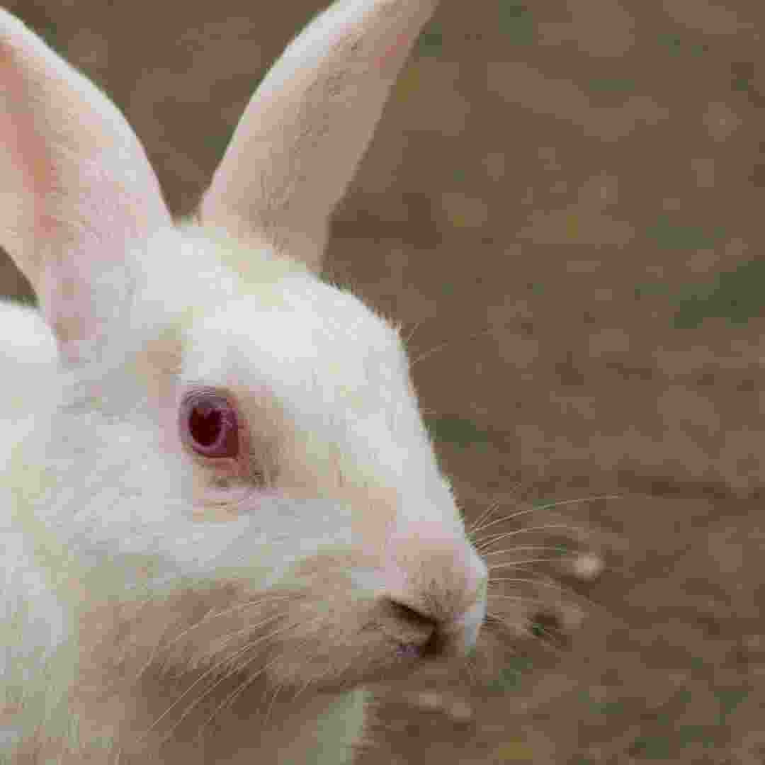 how to train rabbit on leash