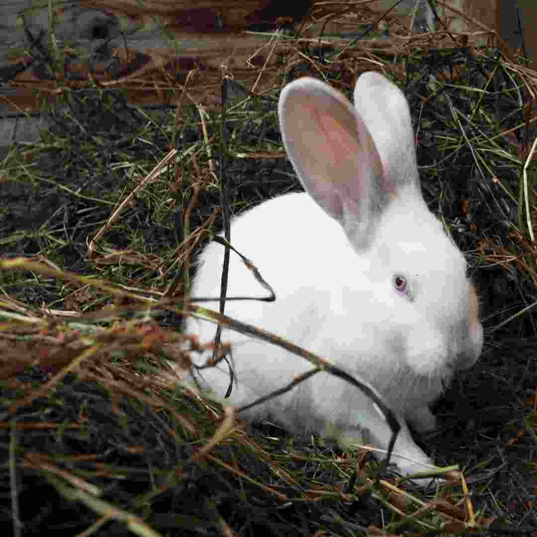 does rabbit make nest