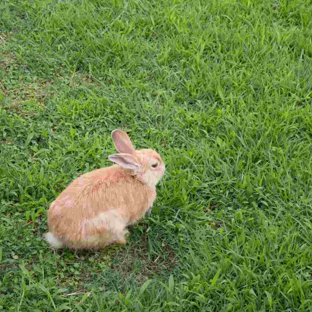 can you rabbit hunt on sunday in va