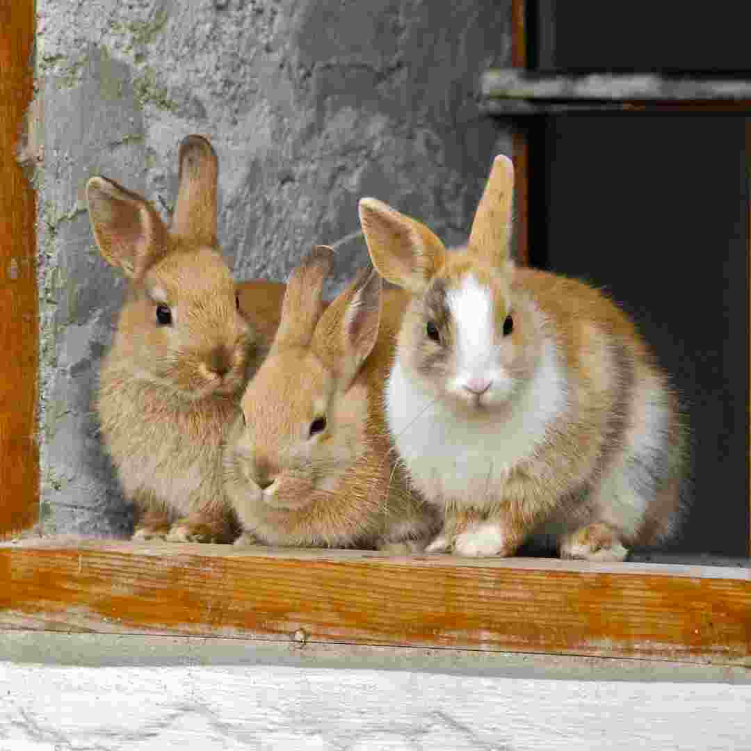 how is rabbit fever spread