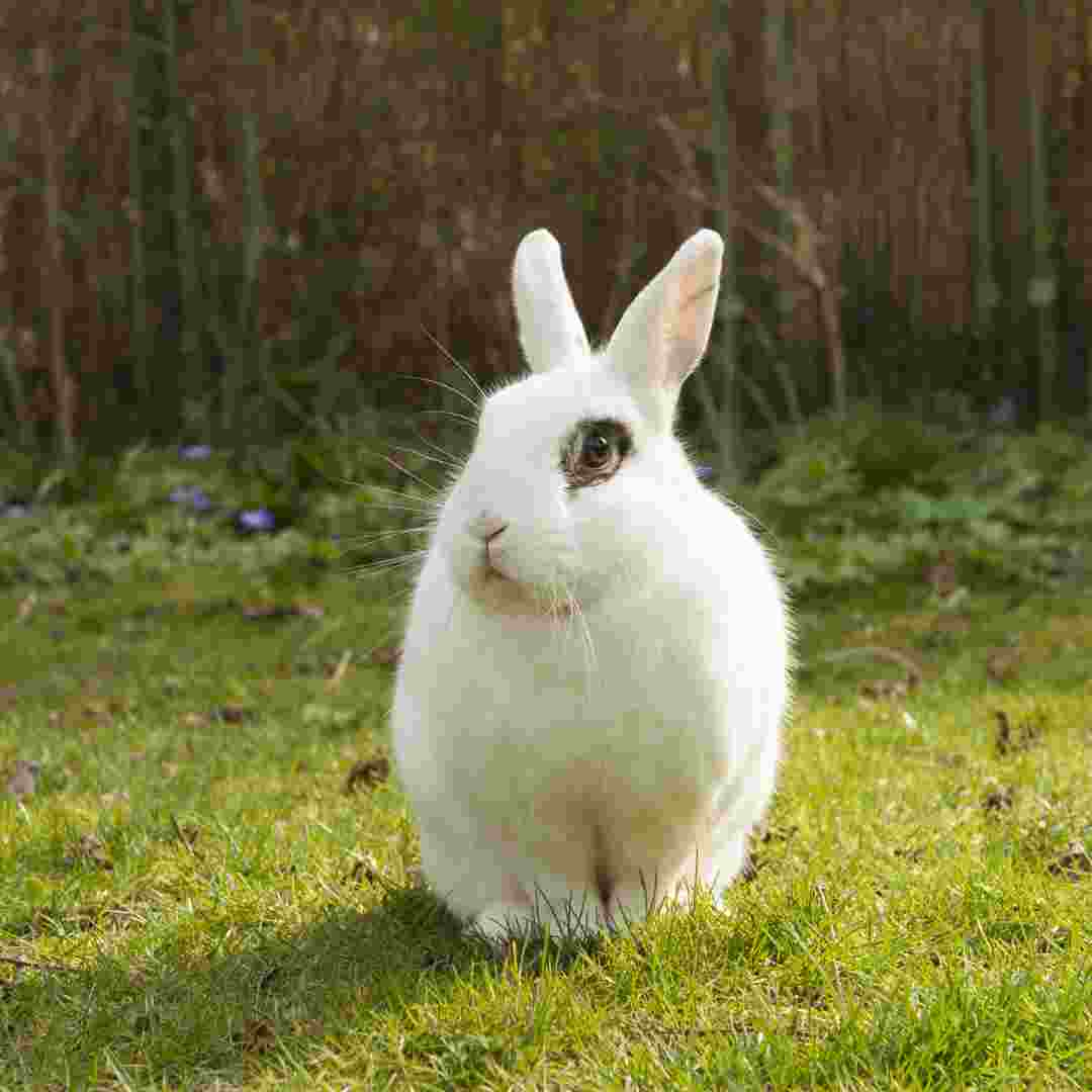 what is the best treat for rabbits