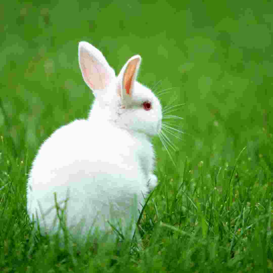 how did rabbits get their name