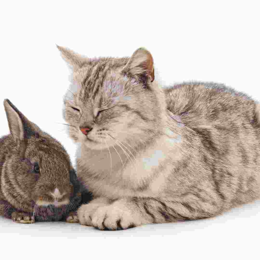 why rabbits are better than cats