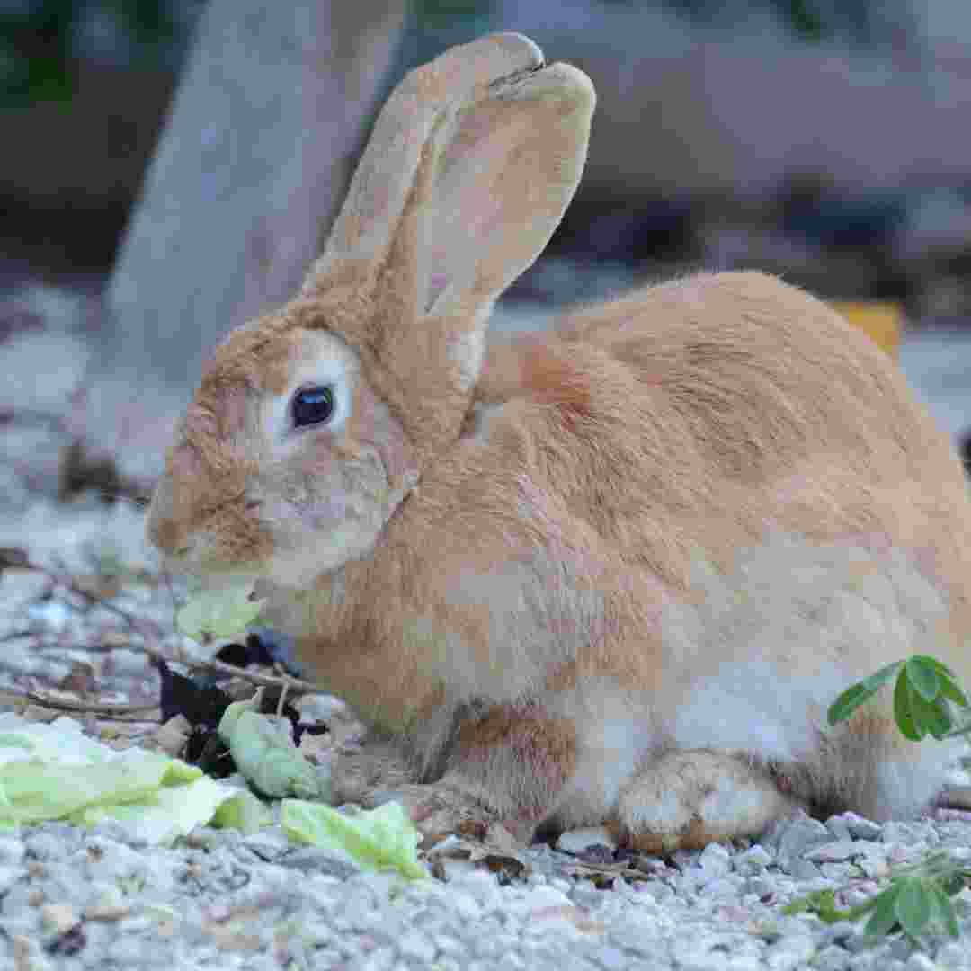 what rabbit breed makes the best pet