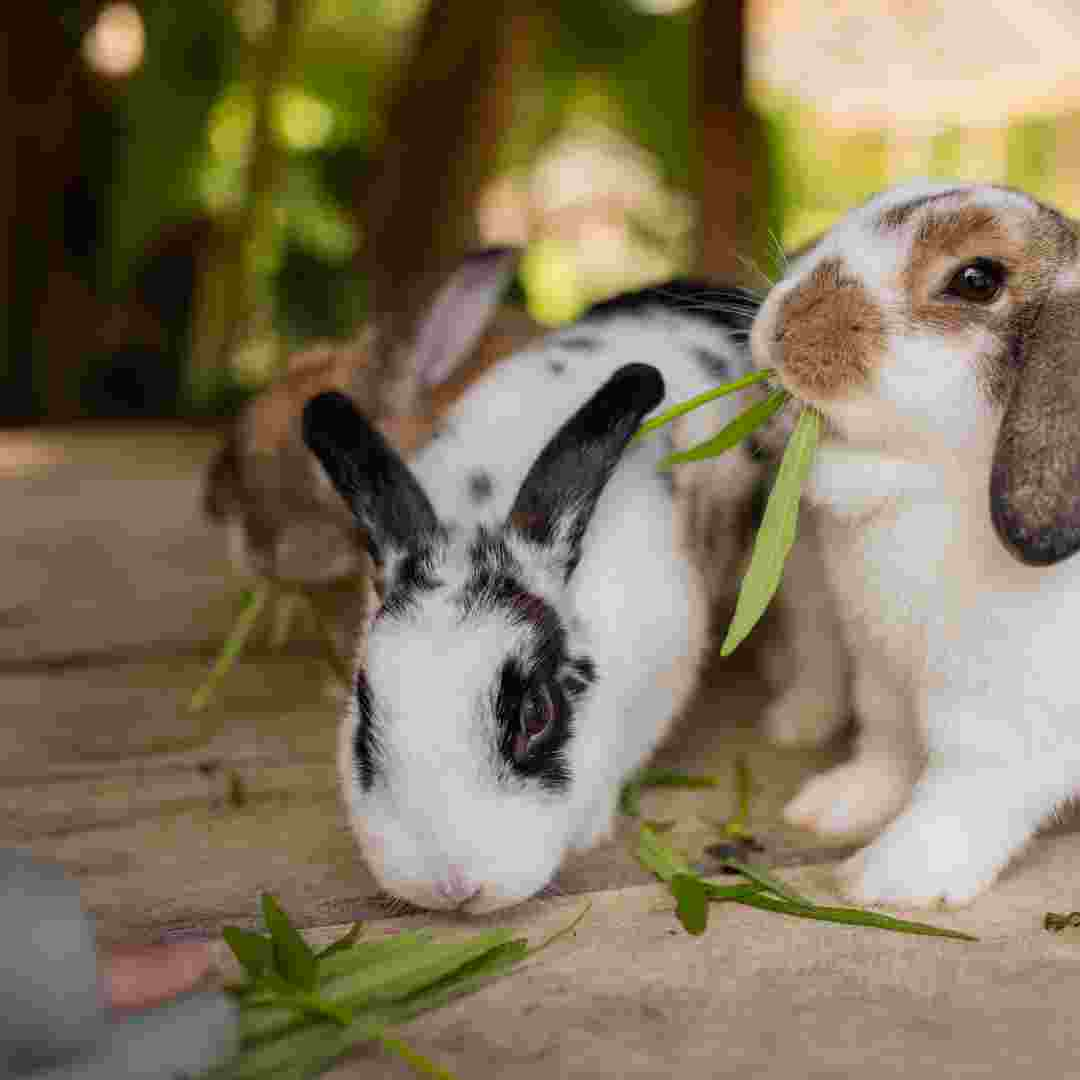 what rabbits are good for pets