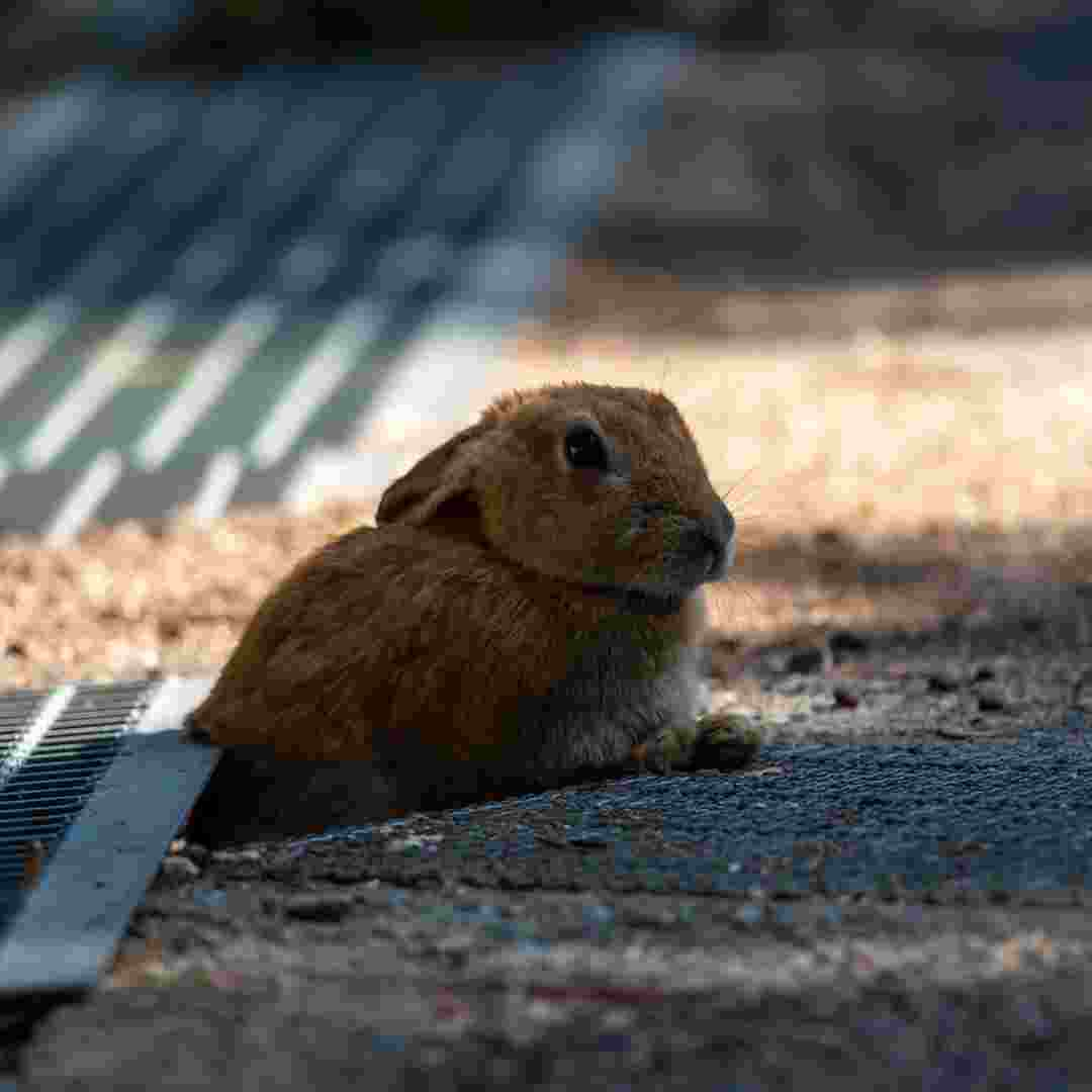 what to do rabbit giving birth