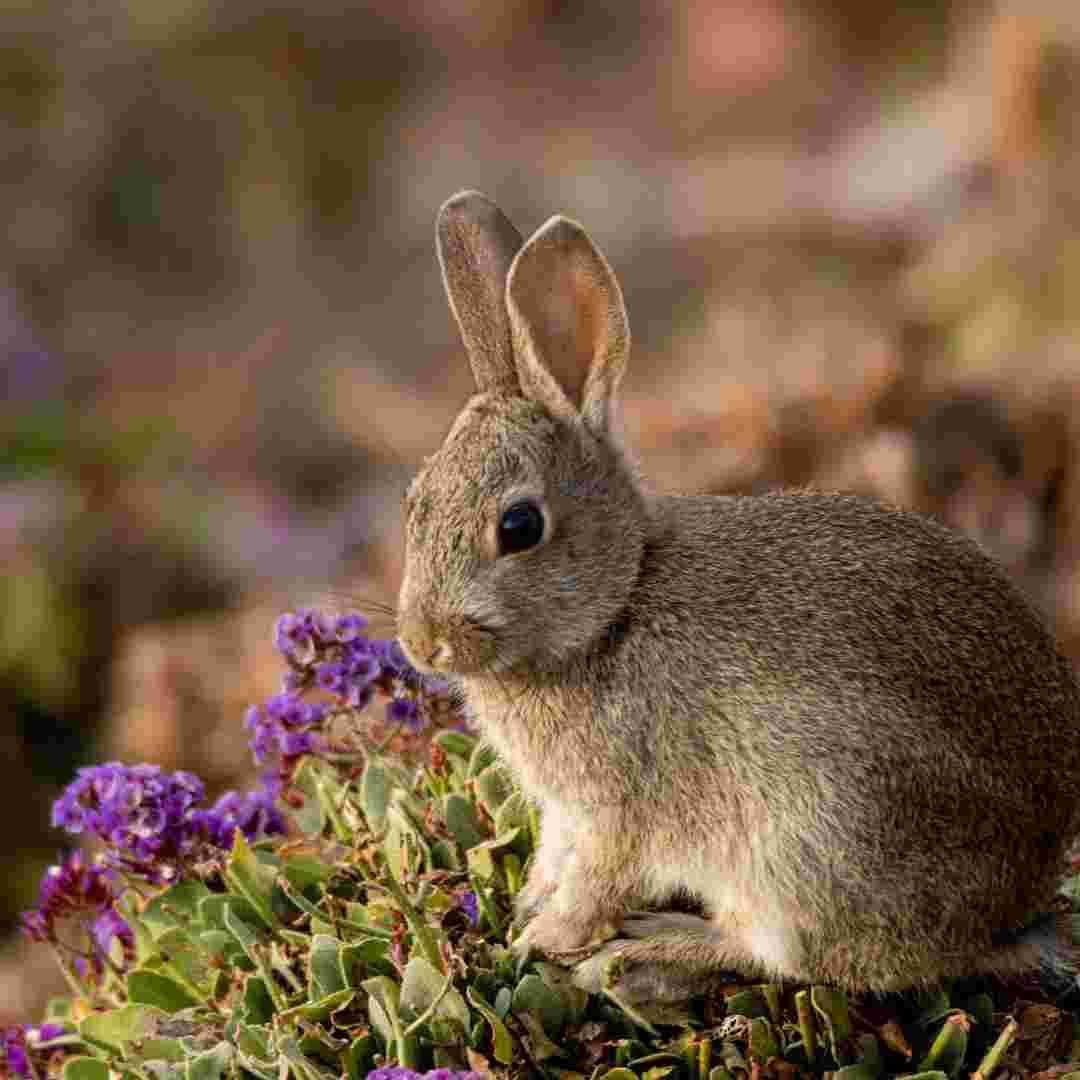 if rabbit bites what happens