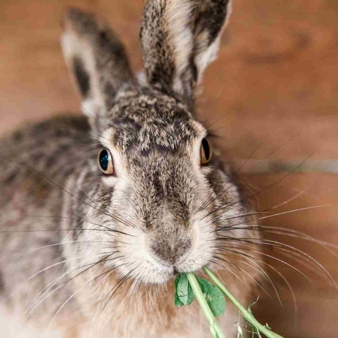 can you use rabbit ears on a smart tv