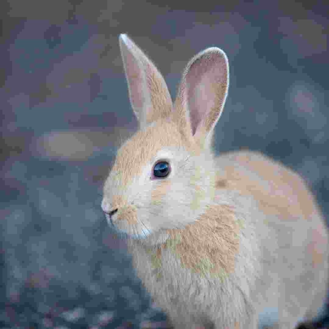 what rabbit breed am i quiz