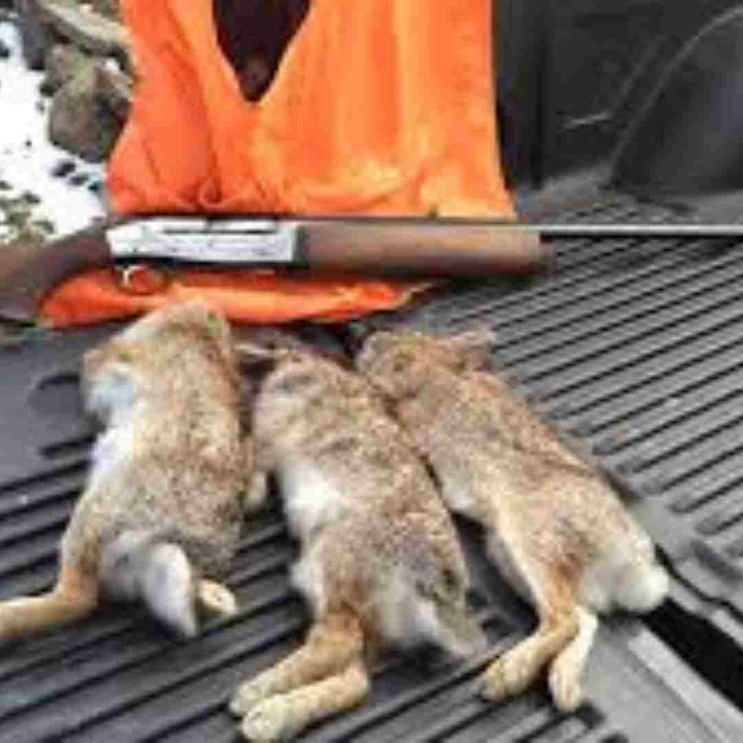 is it rabbit season in ohio