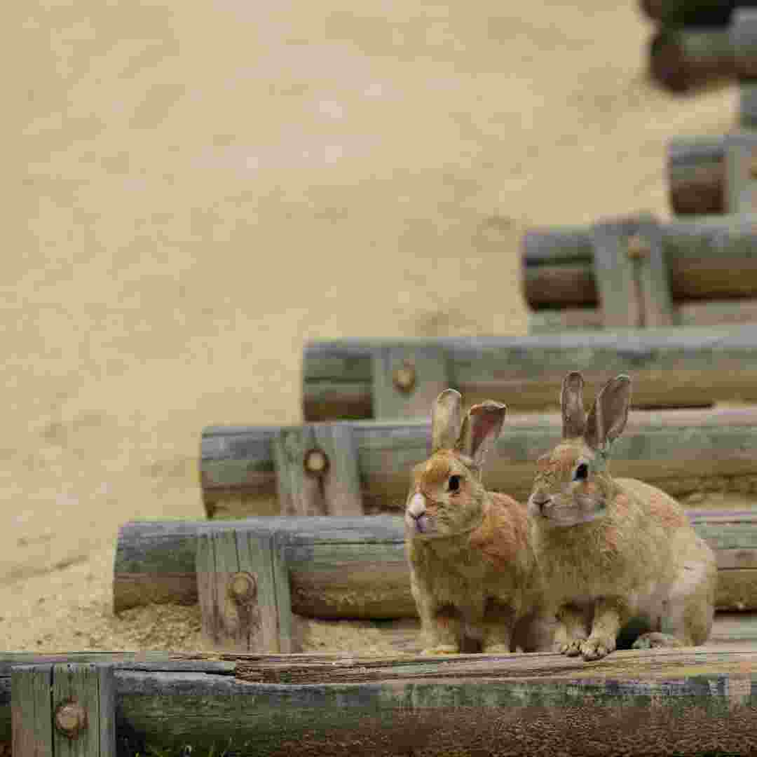 what rabbit breed am i quiz