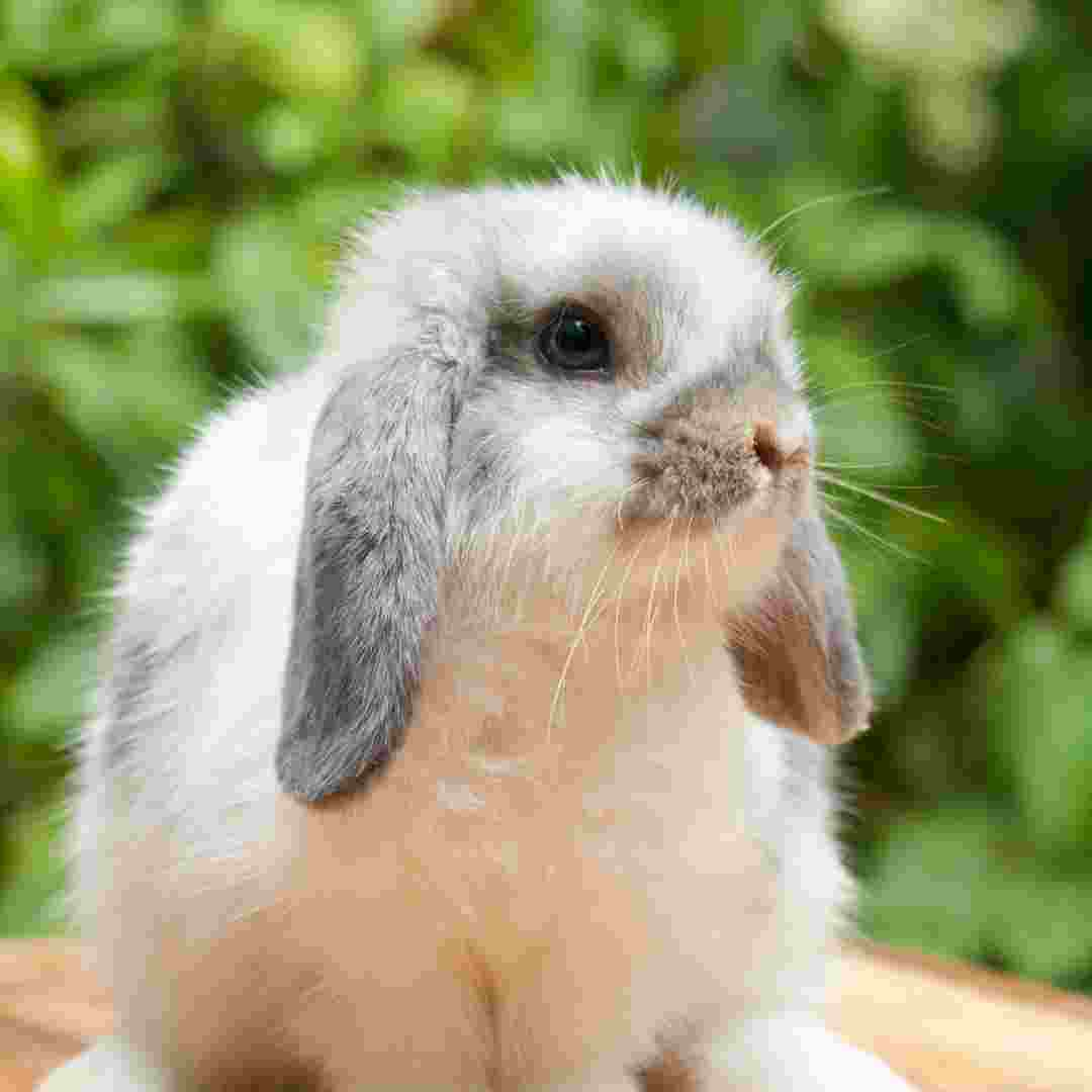 is rabbit good for health