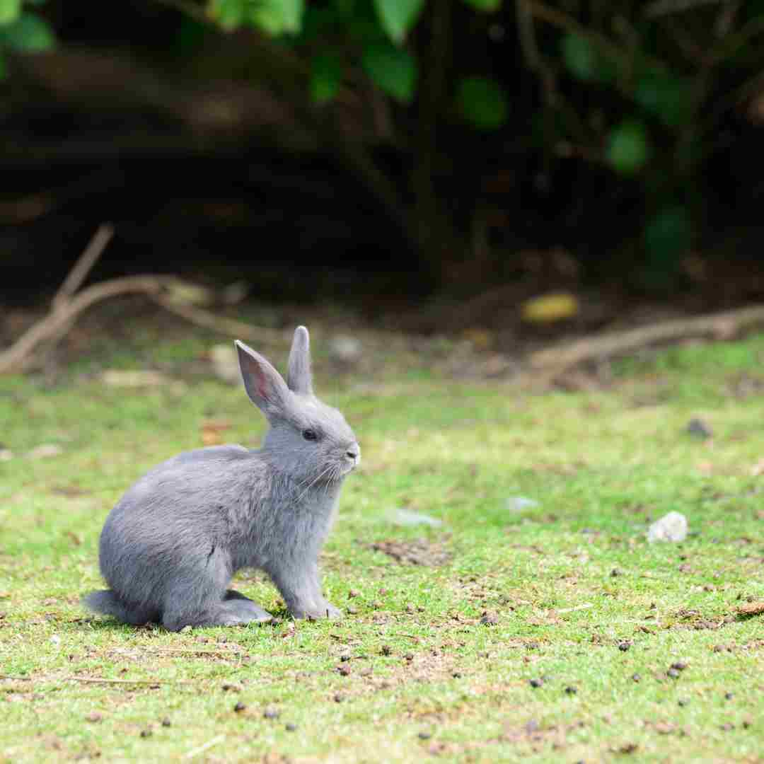 can rabbit go in water