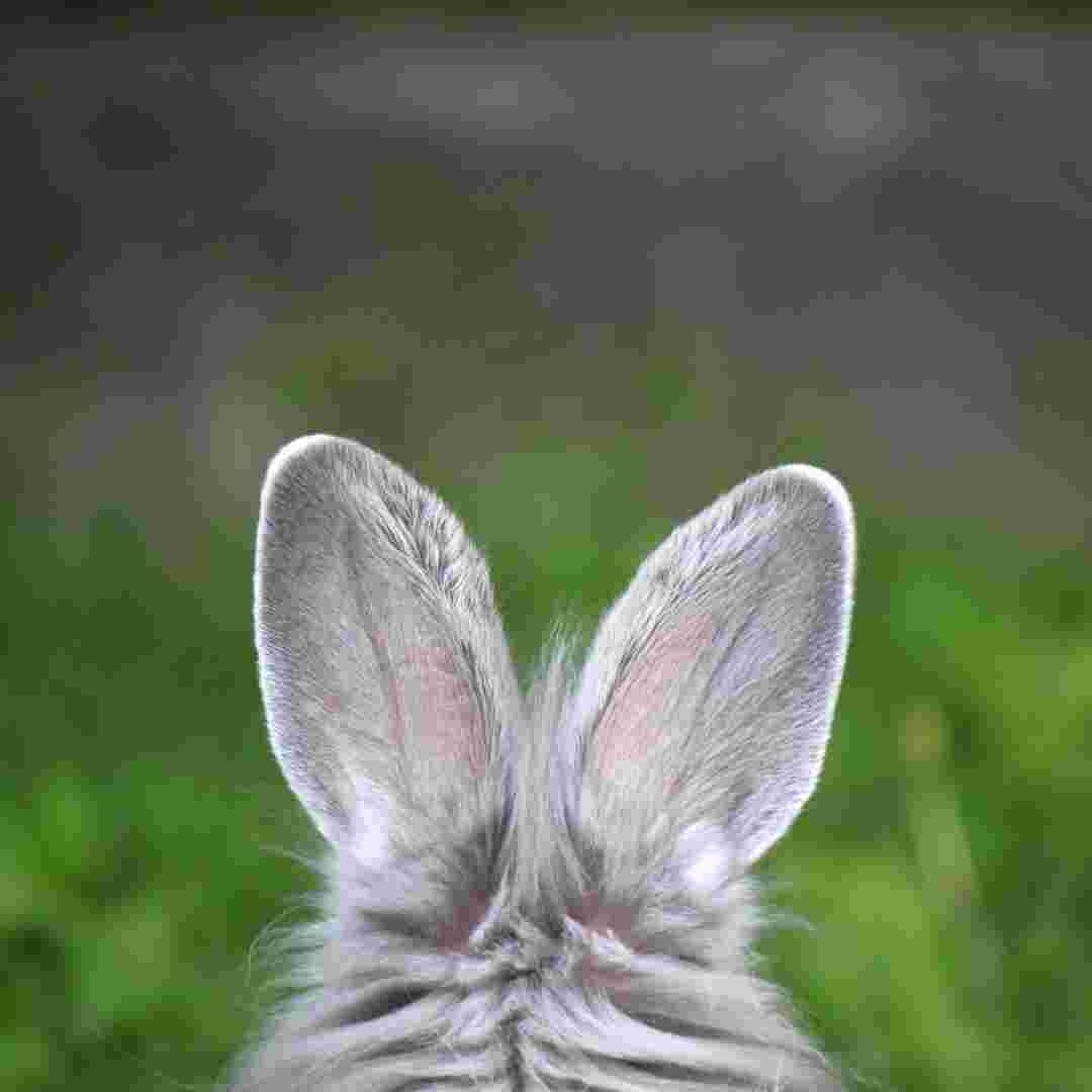 how long are rabbit ears