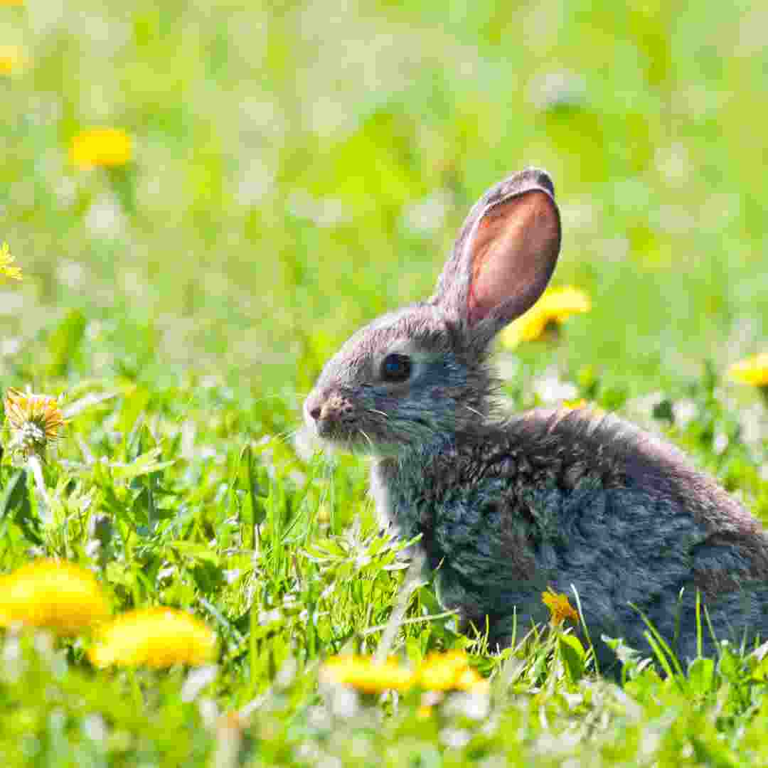 is a rabbit a good house pet