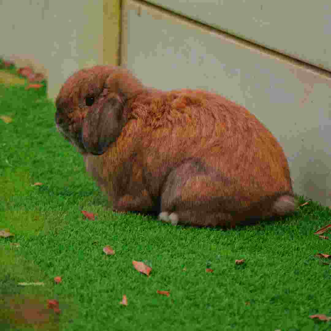 how much is a netherland dwarf rabbit