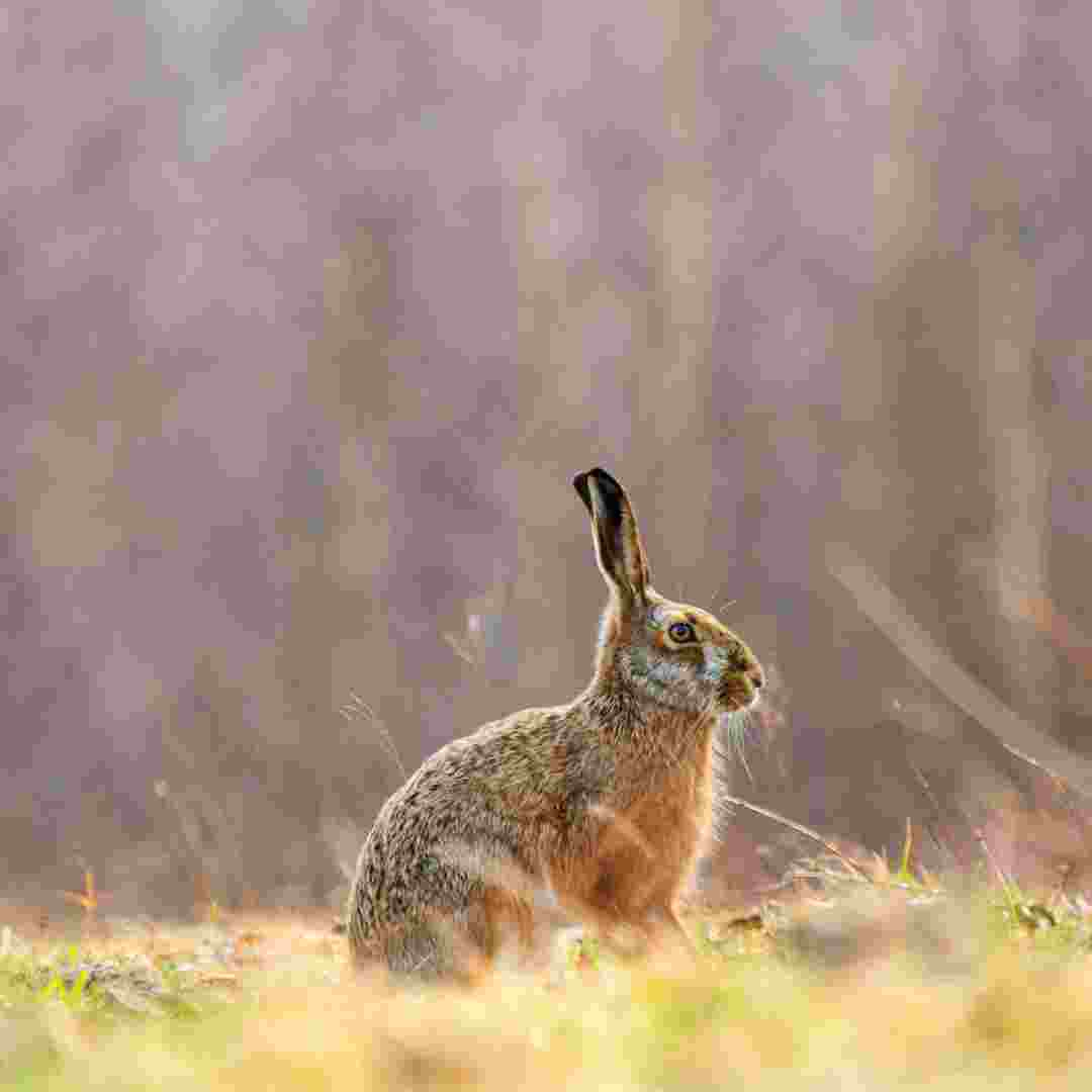 is it rabbit season in arkansas