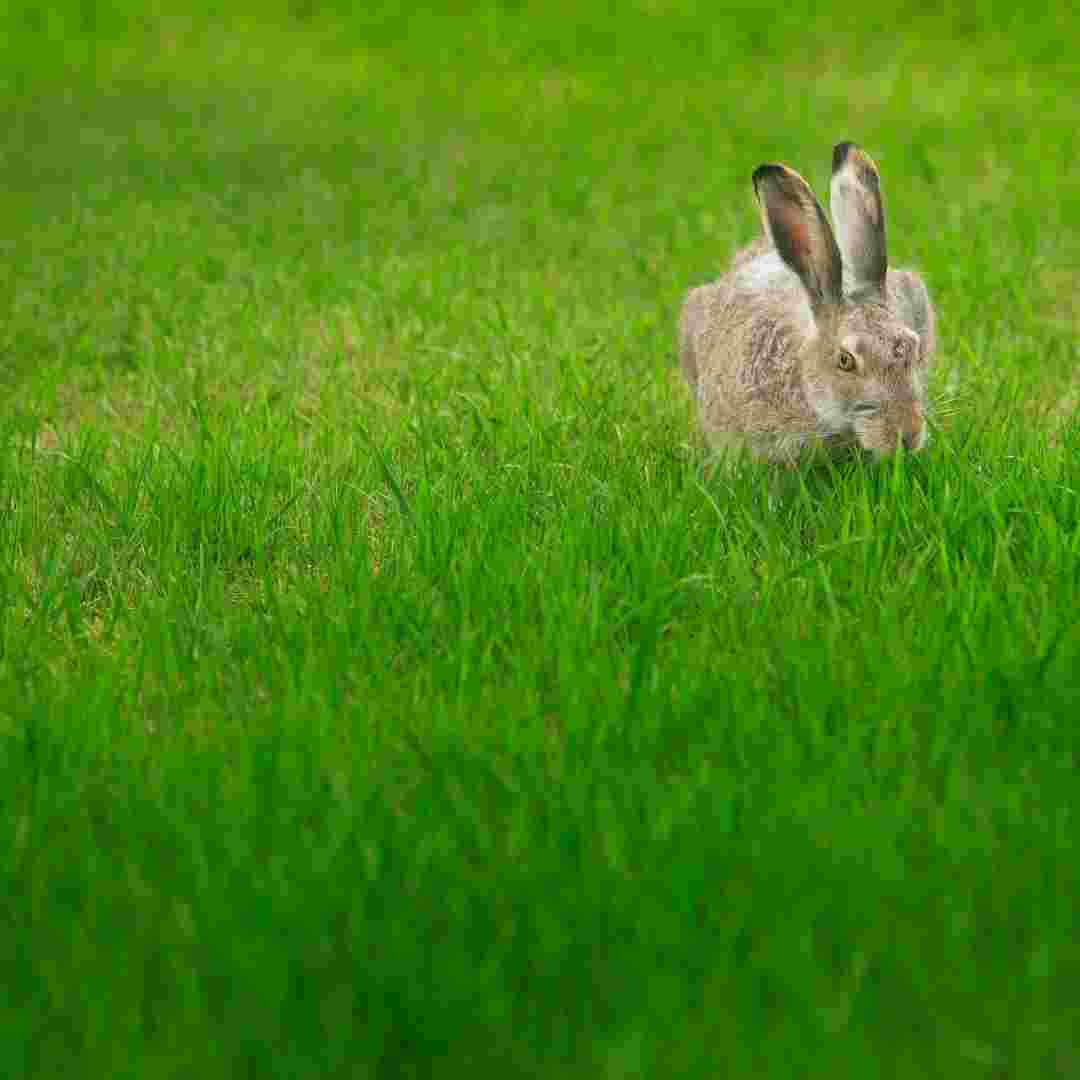 why should rabbits eat hay