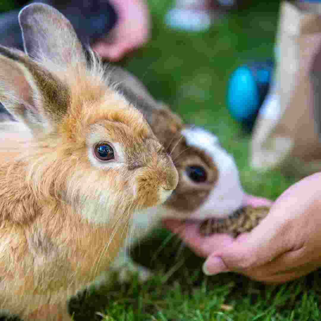 how much is a netherland dwarf rabbit