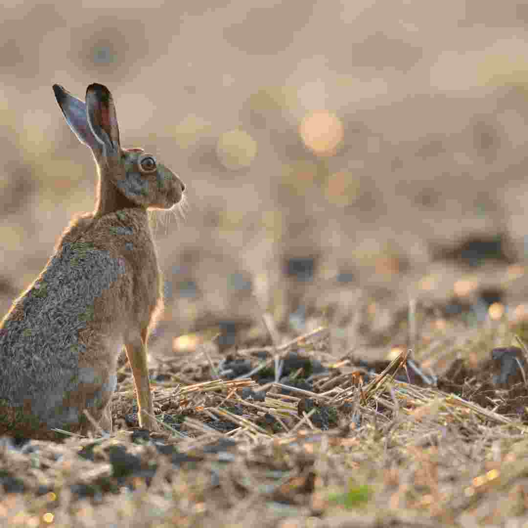 is it rabbit season in arkansas