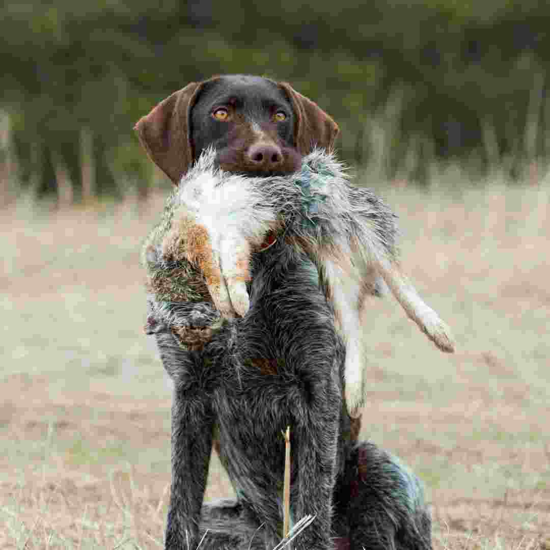 can you rabbit hunt with one dog