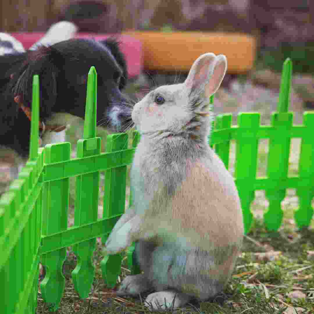 do rabbit get along with dogs