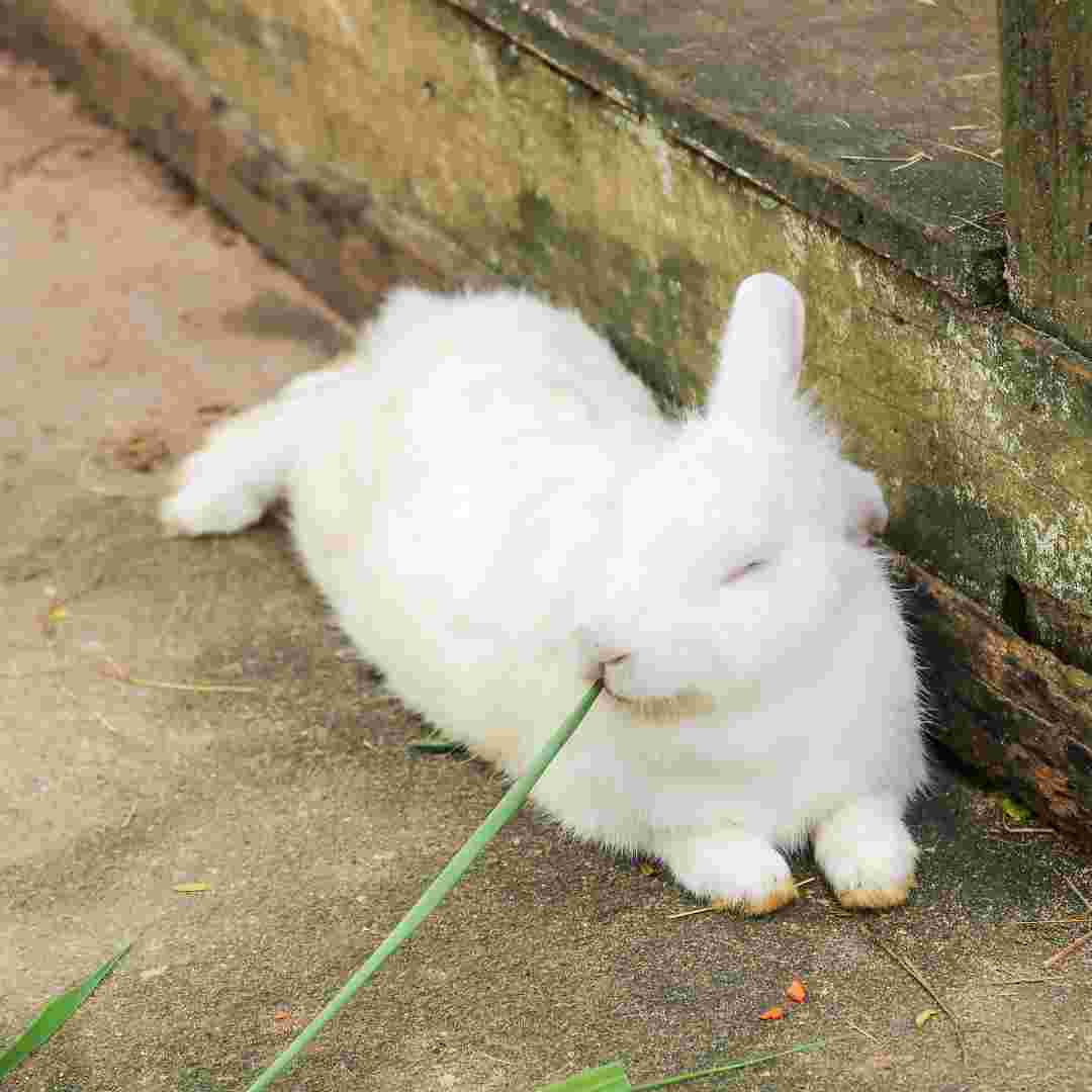 why should rabbits eat hay