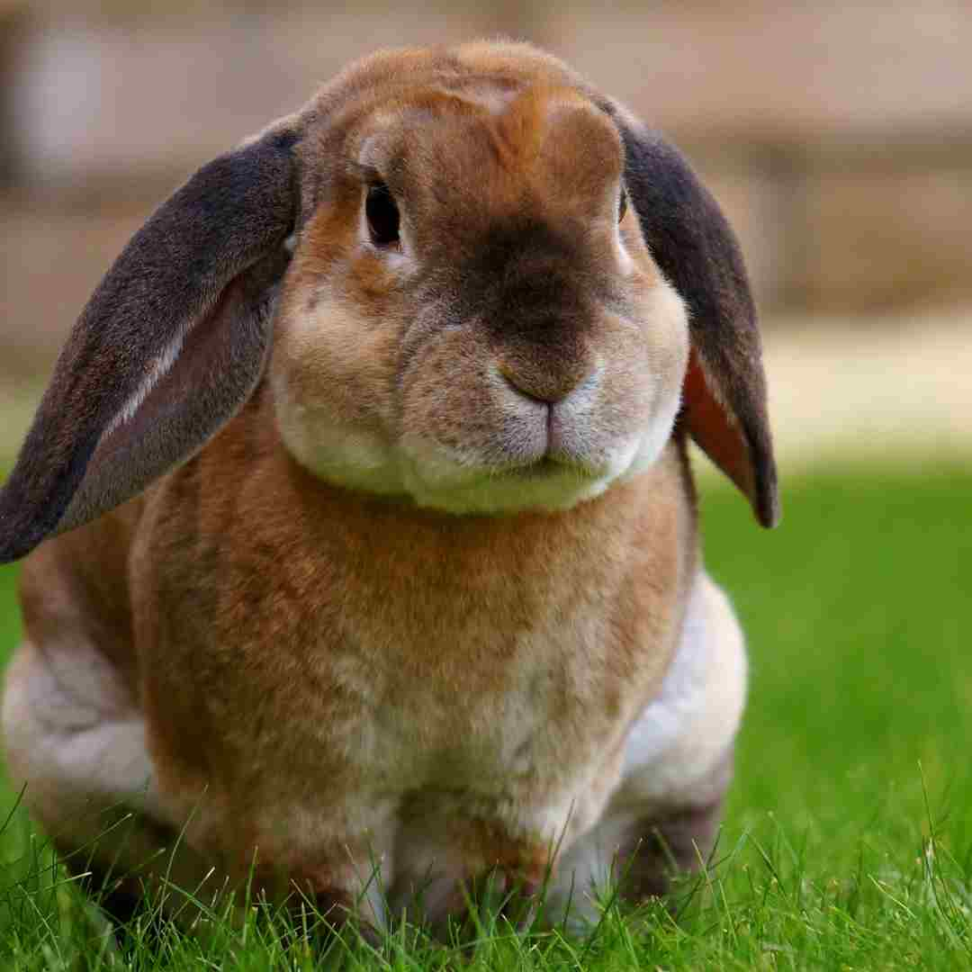 do rabbits eat their poop