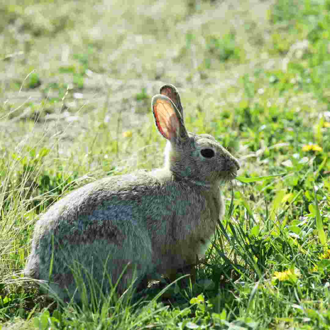 is rabbit farming profitable