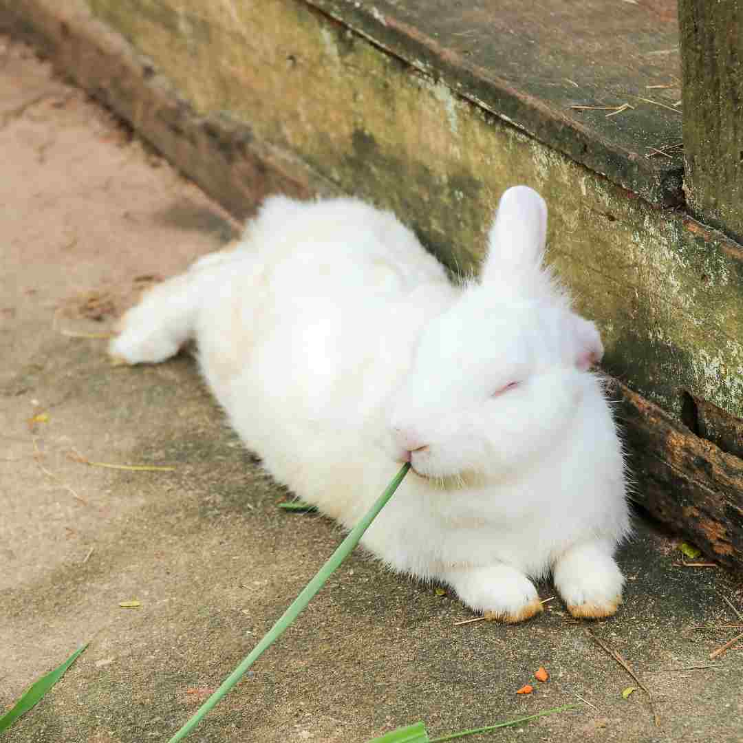 how to tell if rabbit is happy