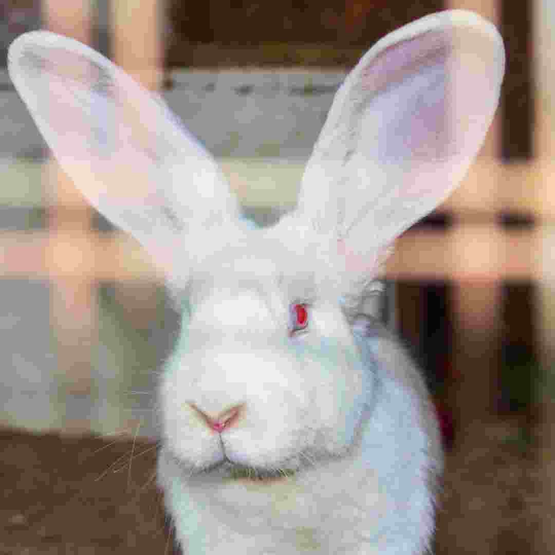 why do rabbit have red eyes