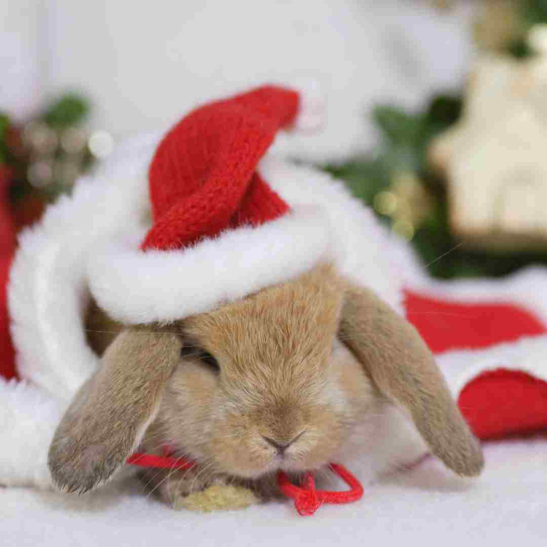 do rabbits hibernate in the winter