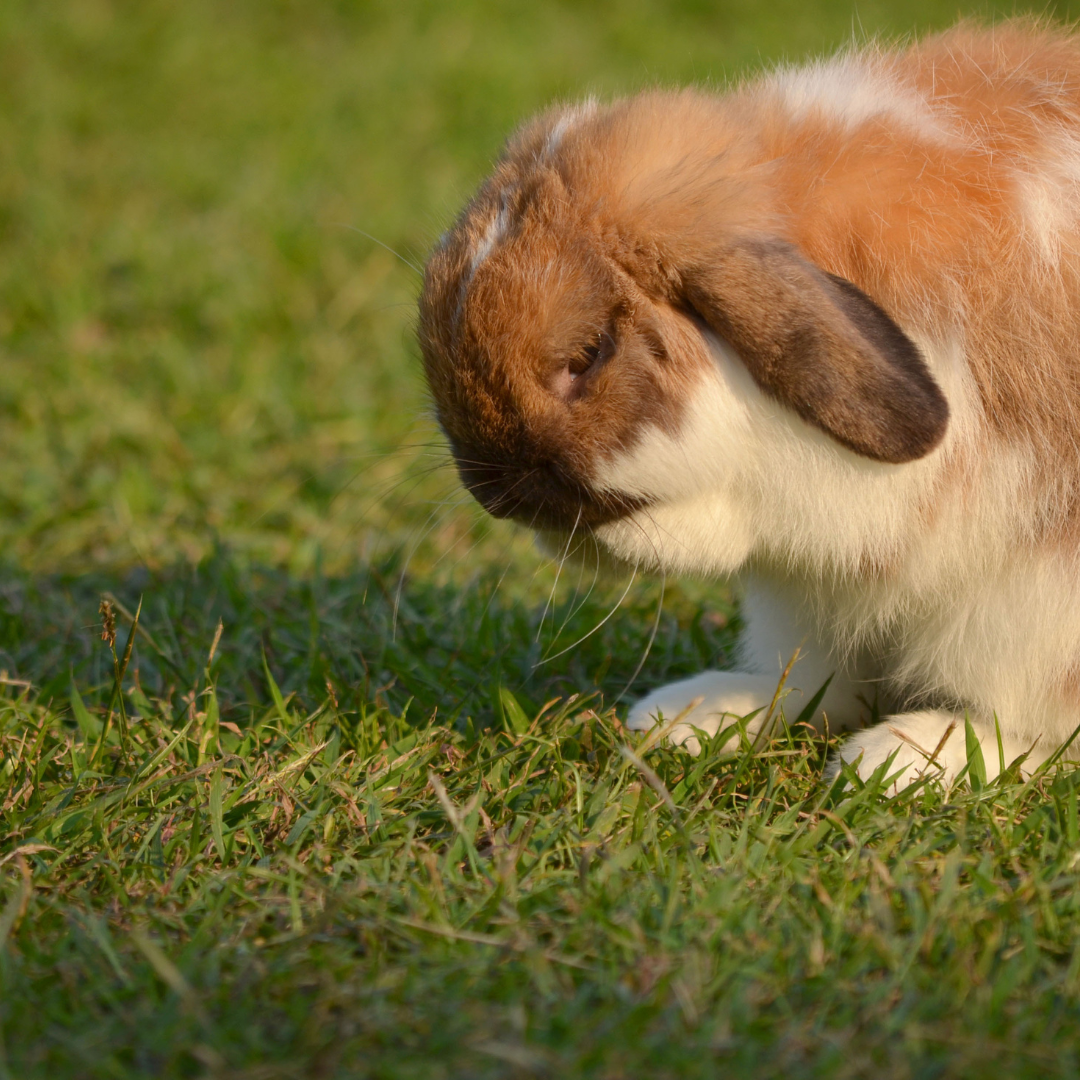 is rabbit feces harmful to dogs