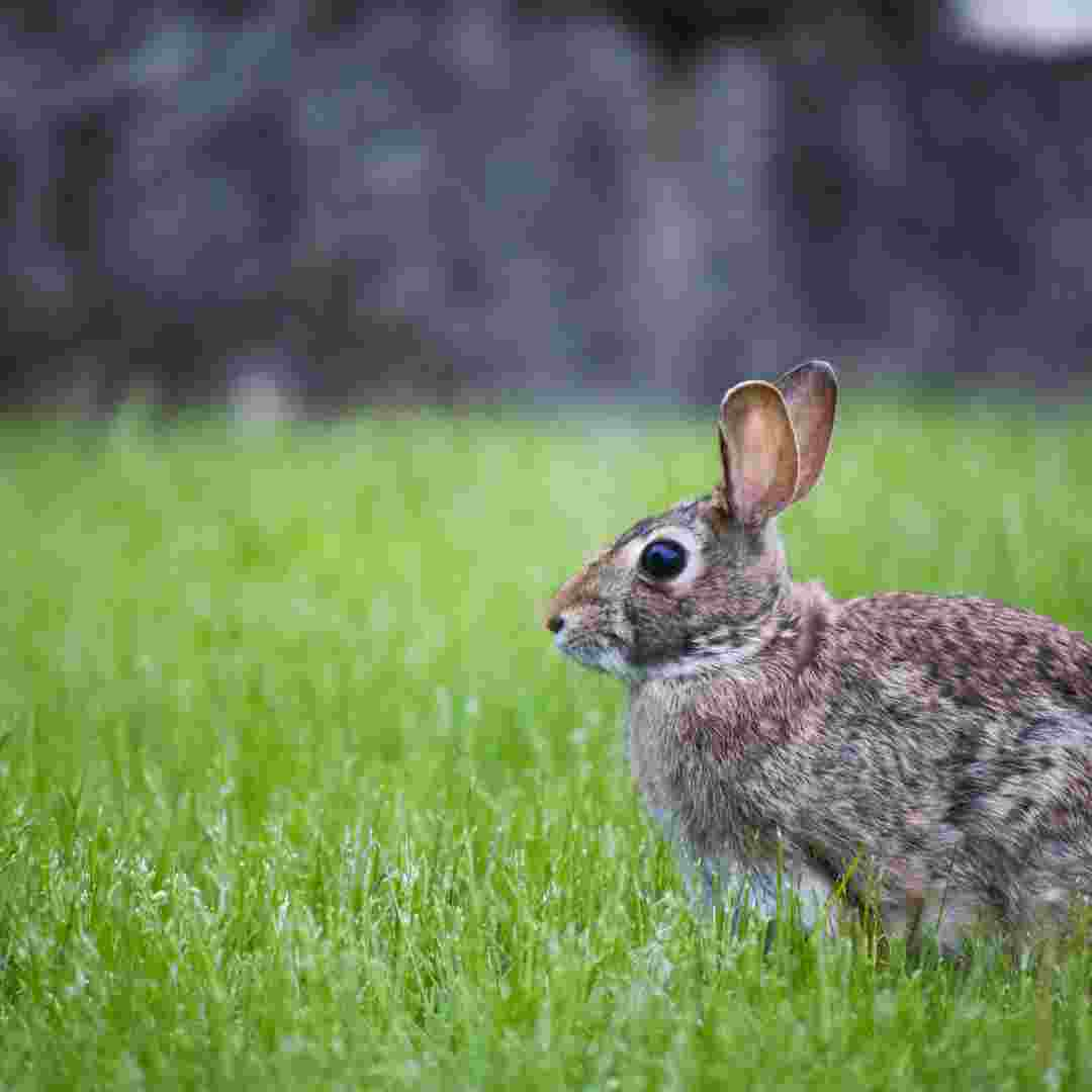 is rabbit farming profitable