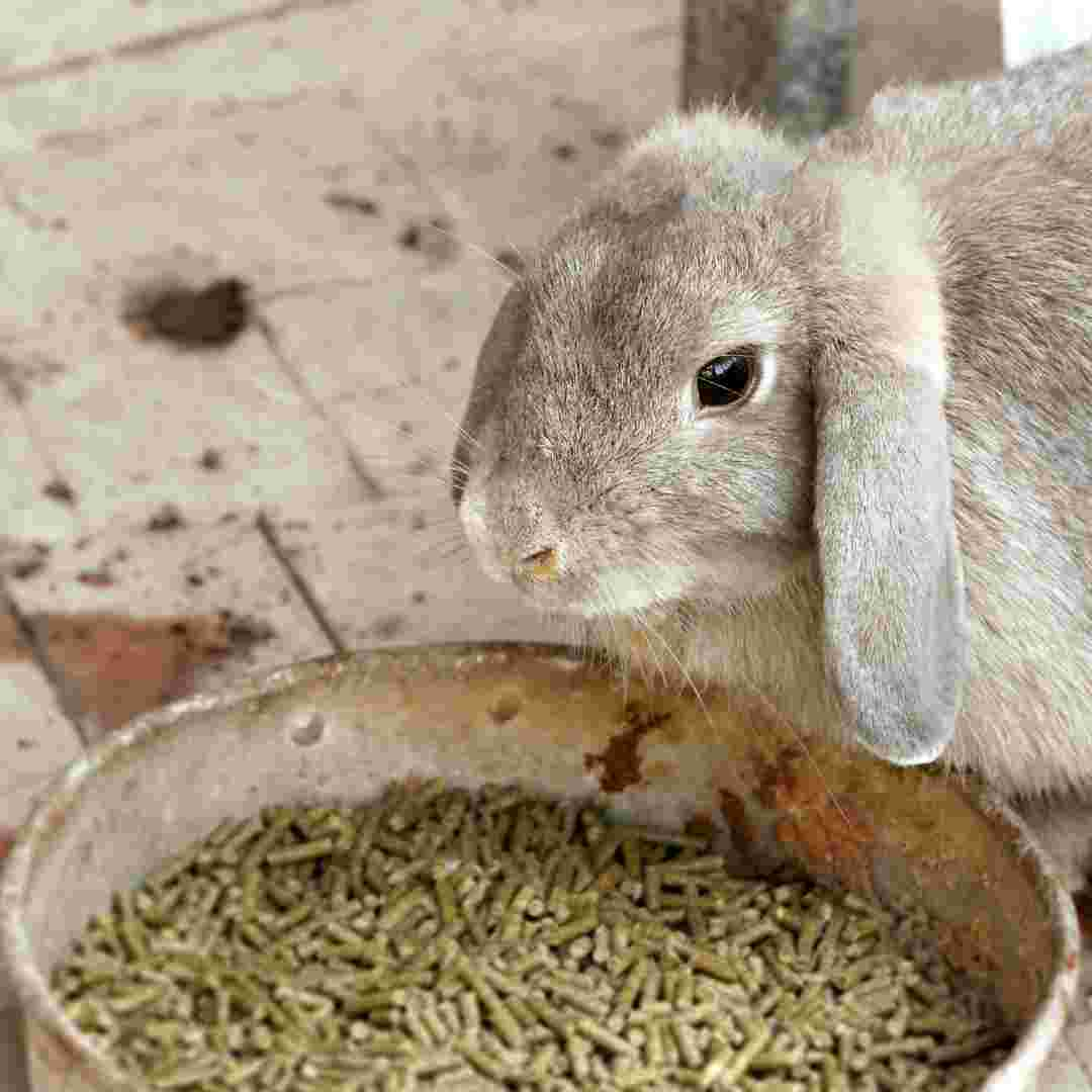 why can't rabbits eat spinach