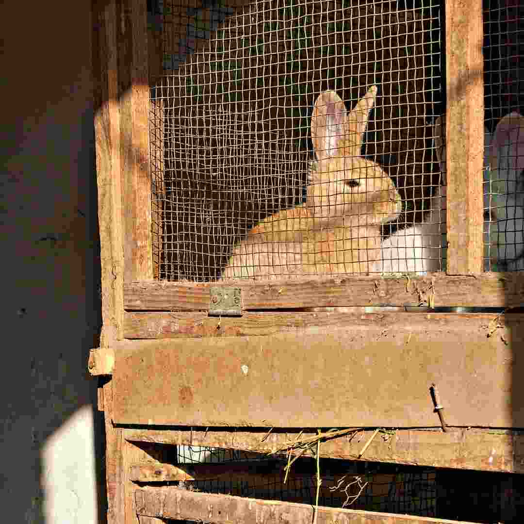 how to put rabbits in cage the forest