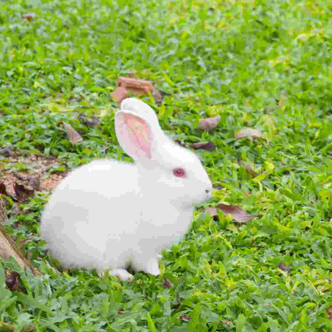 can you use rabbit pellets for cat litter