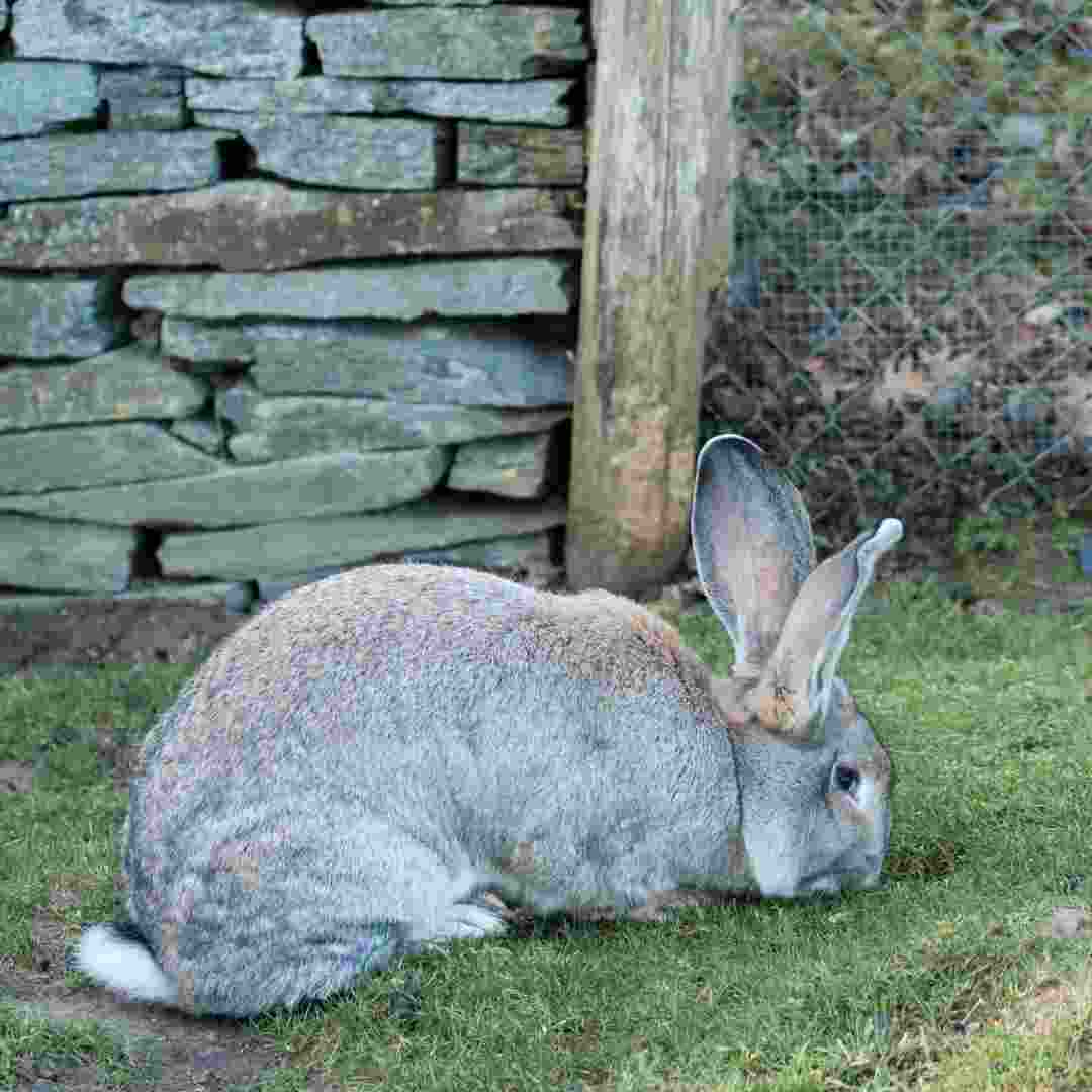 can you use rabbit pellets for cat litter