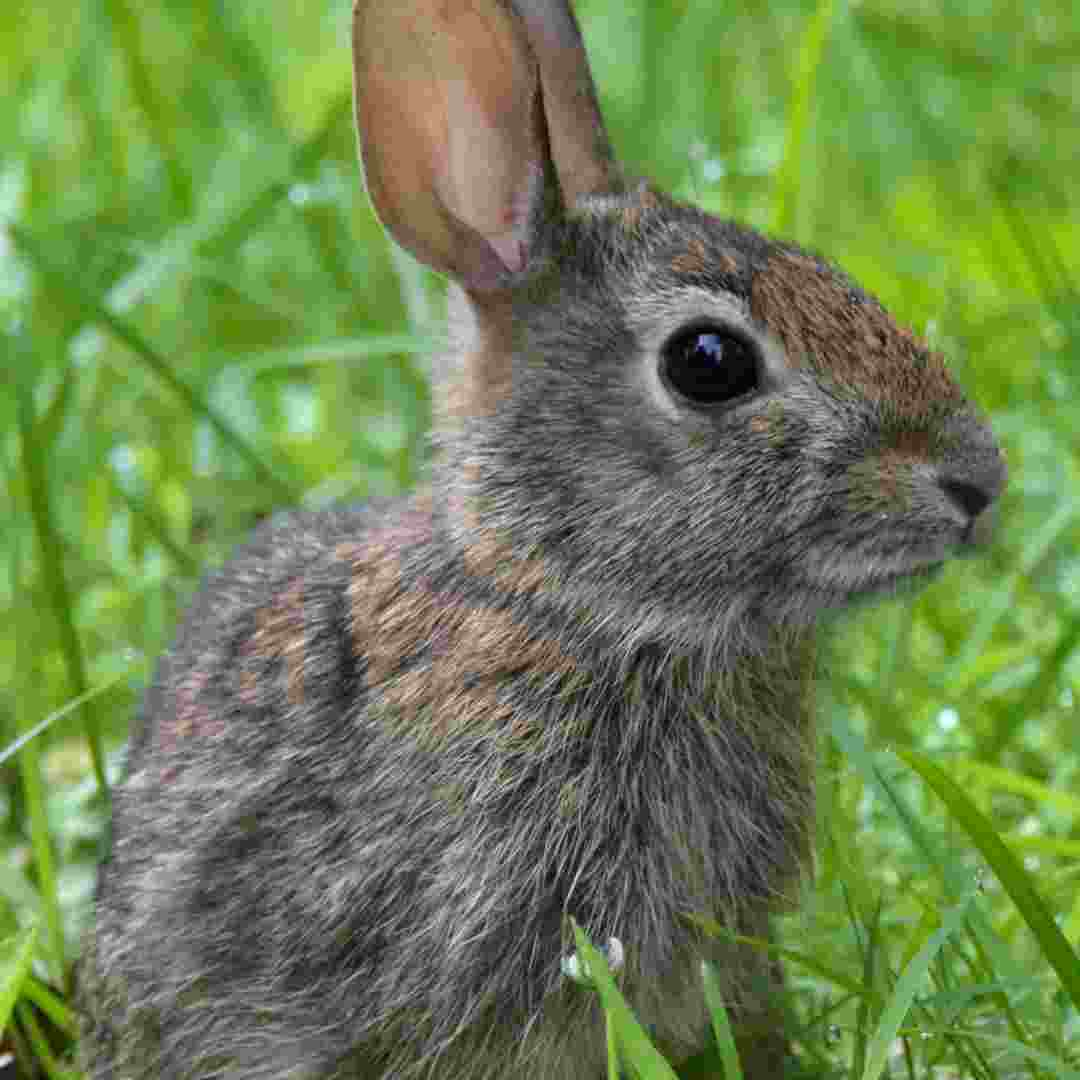 how to remove urine stains from rabbit feet