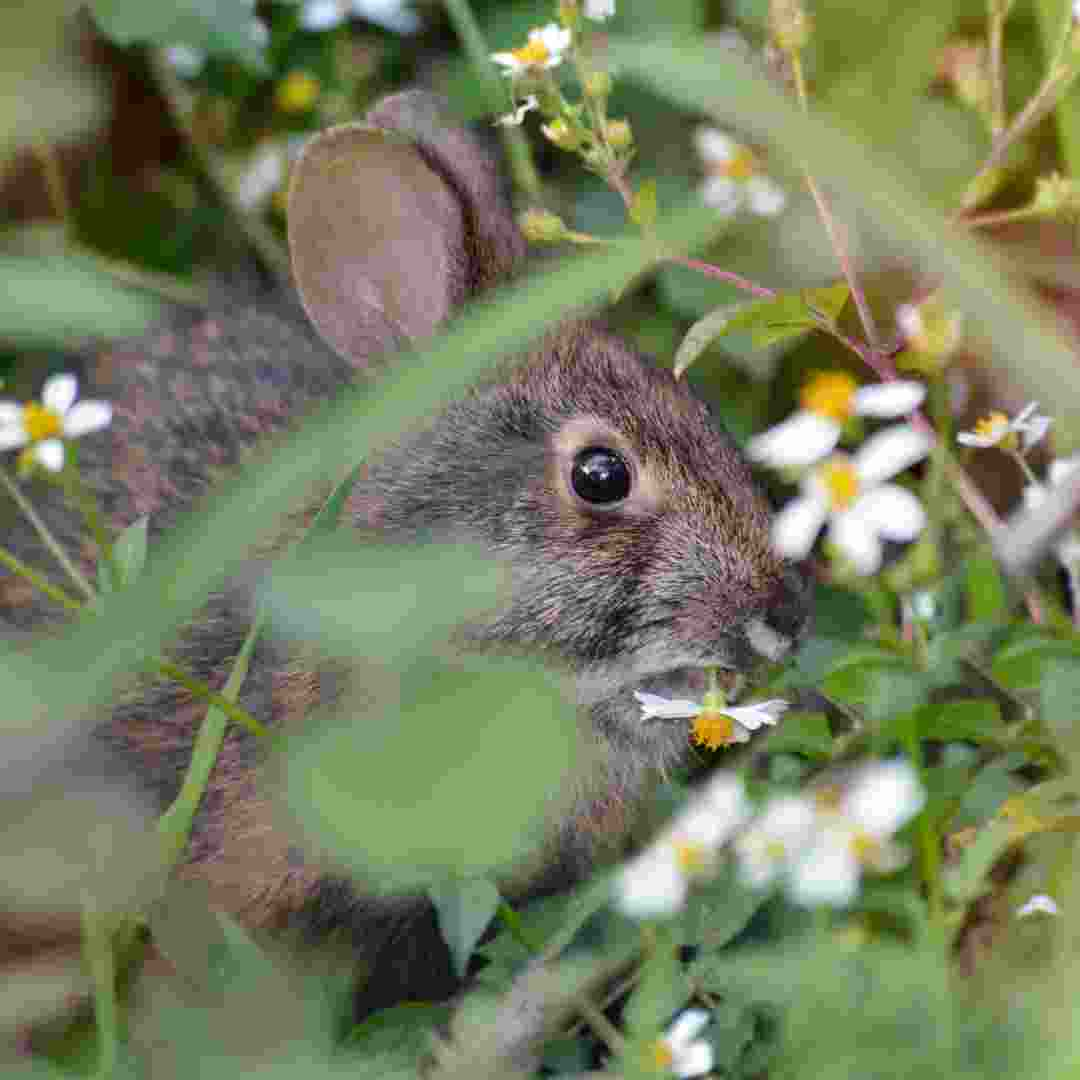 does a rabbit make its own food