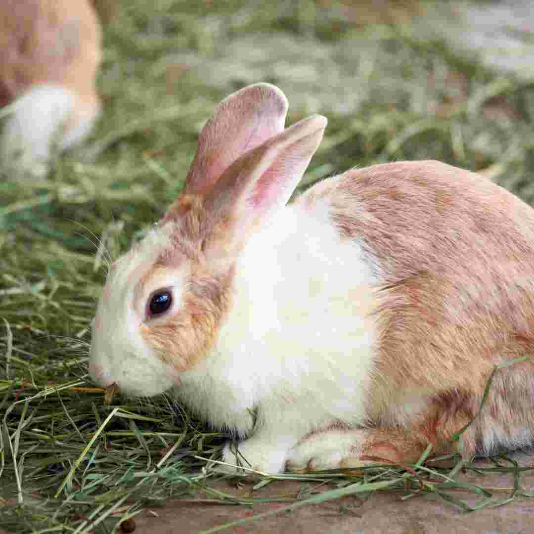 how do i know my rabbit is dying