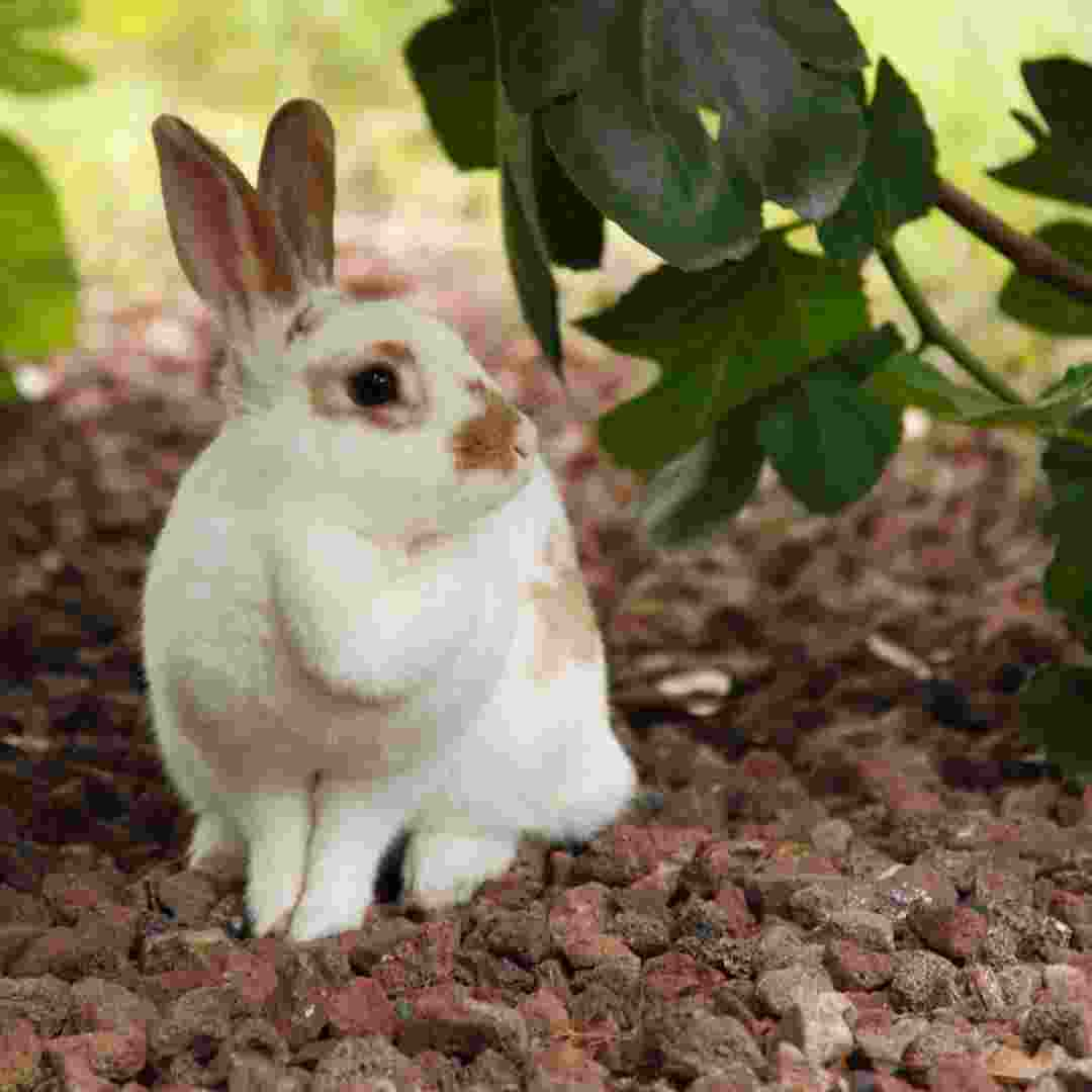 can rabbit and guinea pig mate