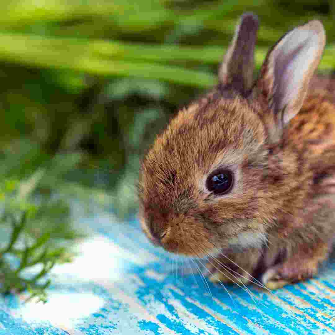 how often should i wash my rabbit