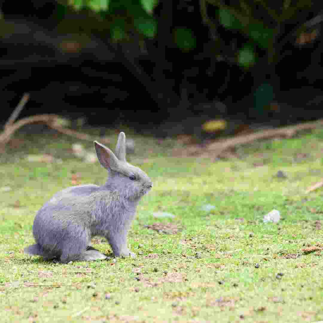 can rabbit and guinea pig mate