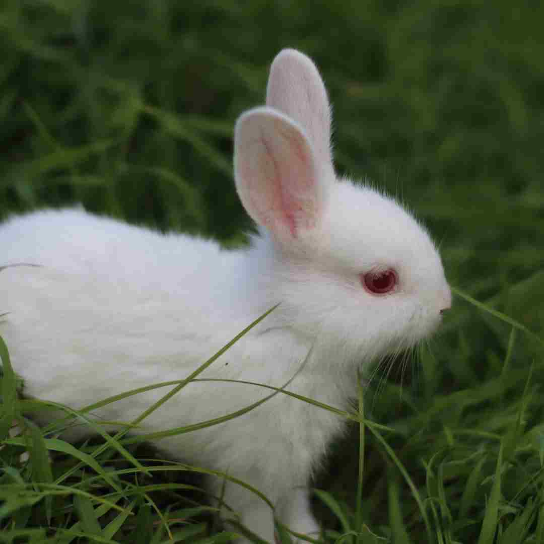 is rabbit syphilis contagious to humans