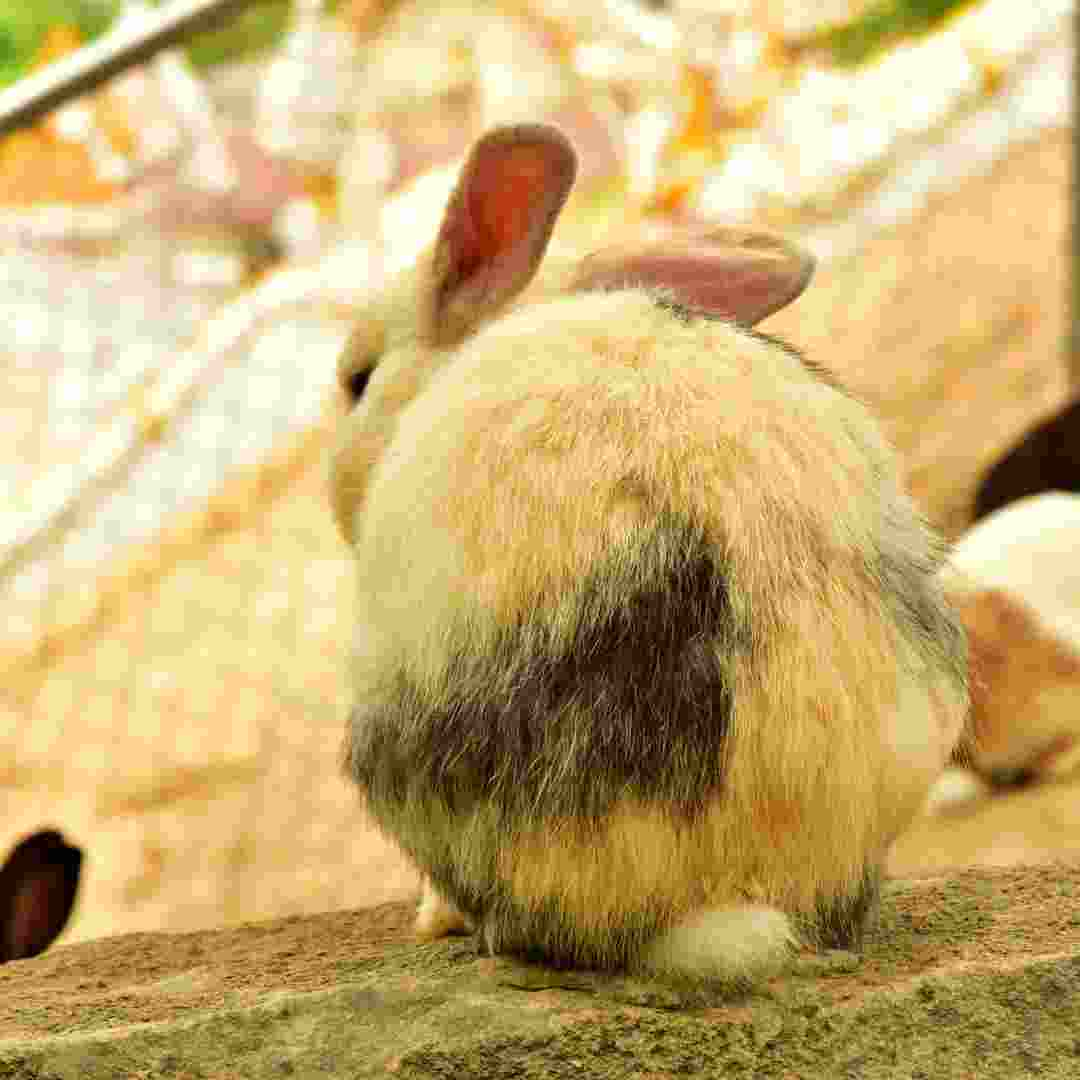 what is needed for a rabbit cage