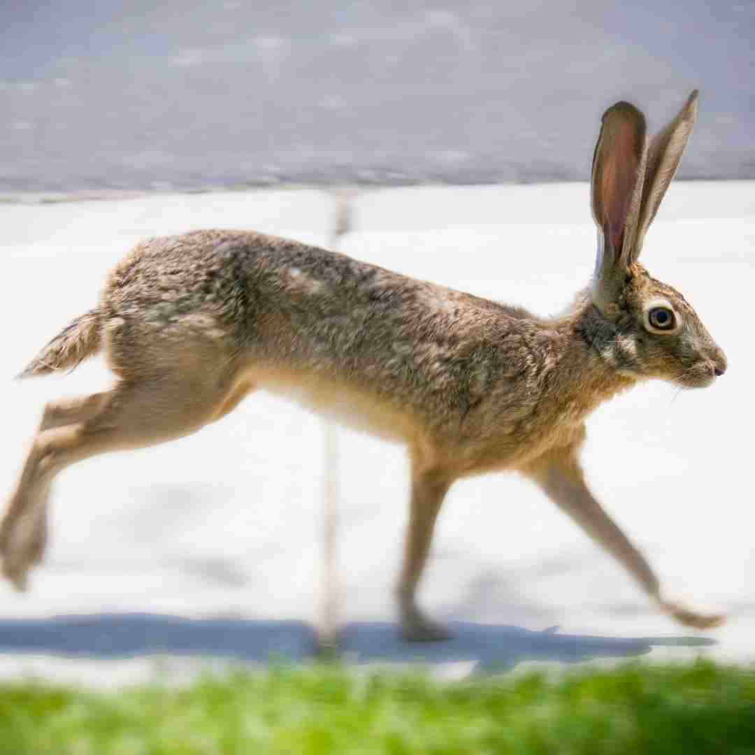 can rabbit and quail live together