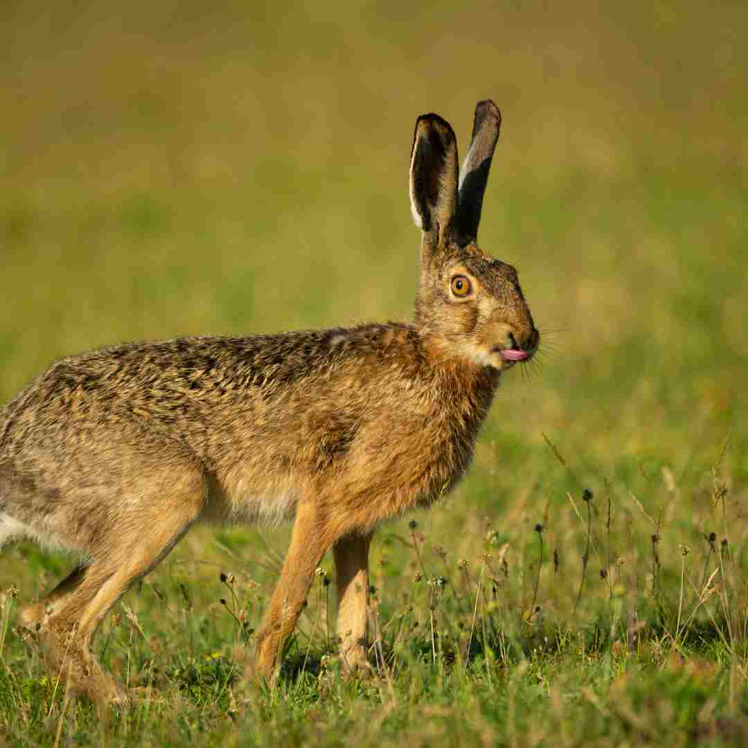 can rabbit and quail live together