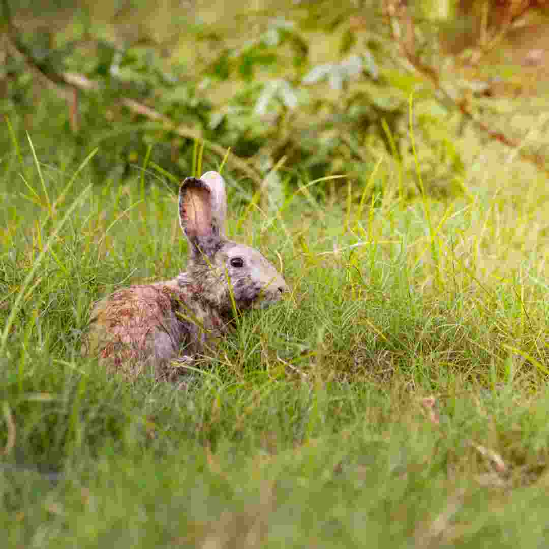 how many rabbits are born in a litter