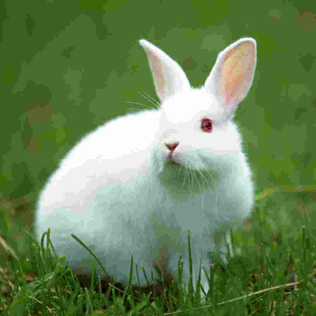 what is needed for a rabbit